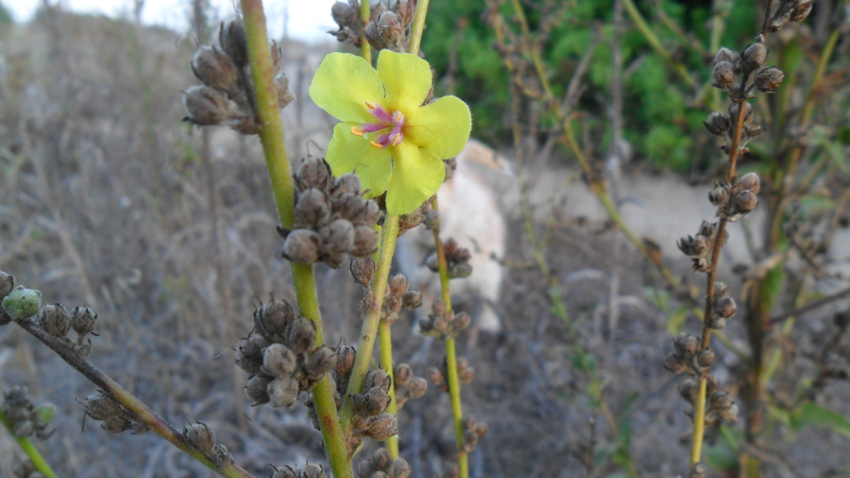 Fiore corso - Verbascum cfr.sinuatum